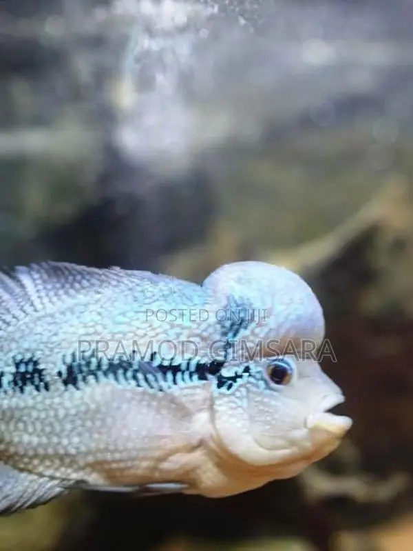 Flower Houn Fish