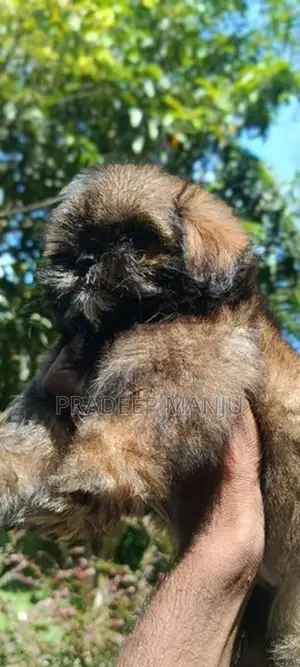 Shih Tzu Puppy