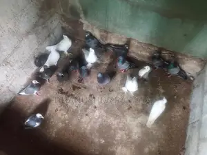 Pigeons