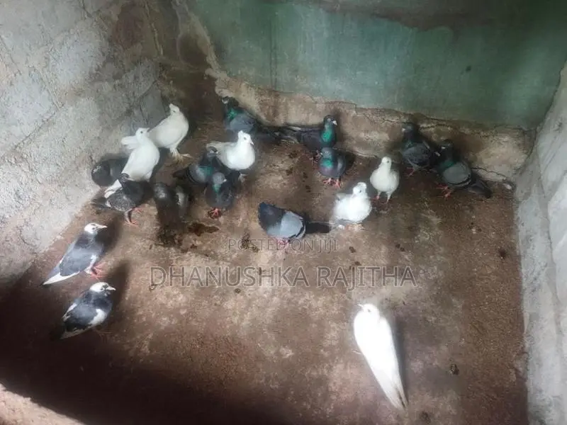 Pigeons