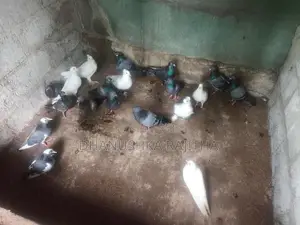 Pigeons