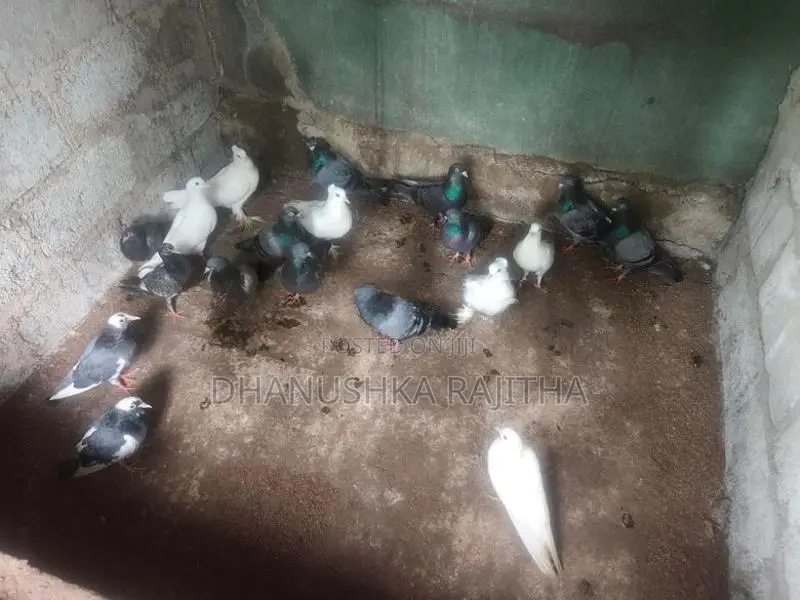 Pigeons