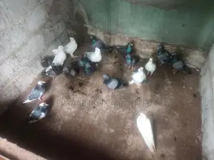 Pigeons