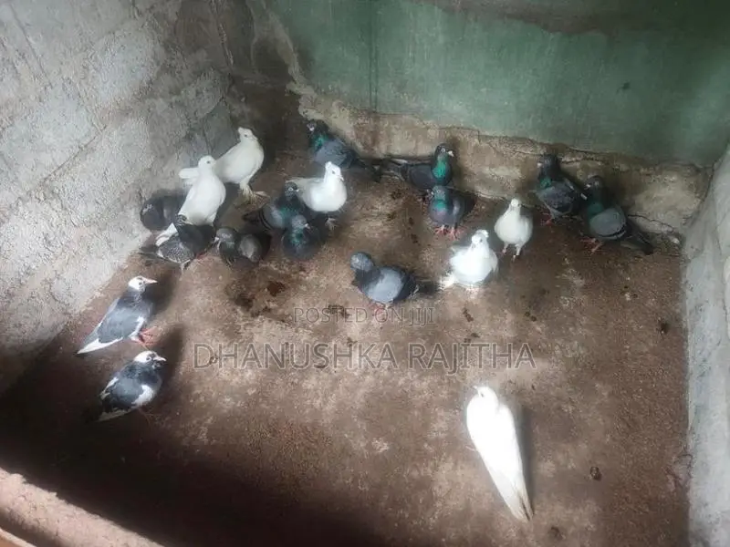 Pigeons