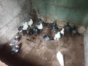 Pigeons