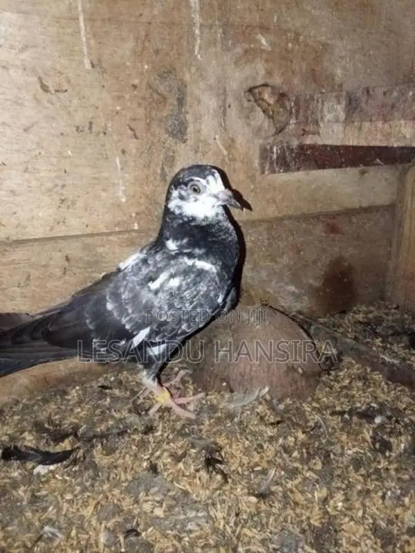 ගාල්ල නිරොගි පරවියන්