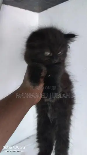 Pure Persian Cat