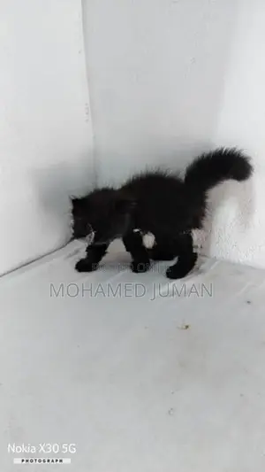 Pure Persian Cat
