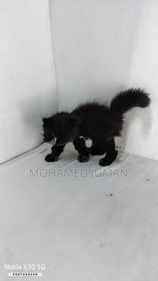 Pure Persian Cat