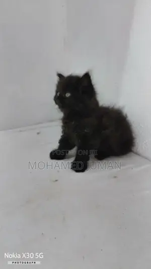 Pure Persian Cat