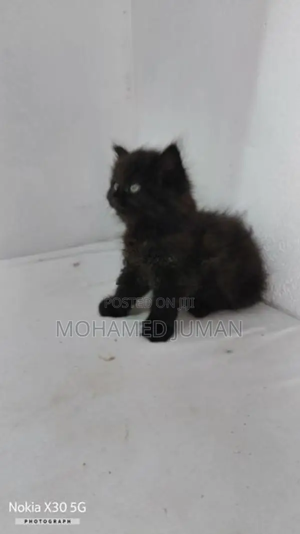 Pure Persian Cat