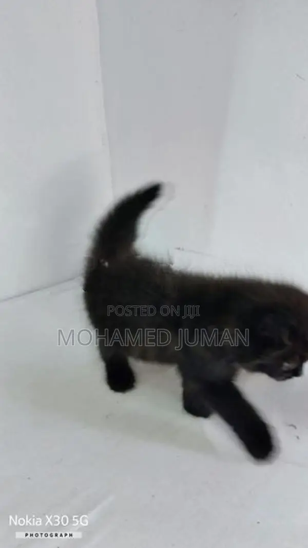 Pure Persian Cat