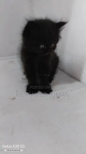 Pure Persian Cat