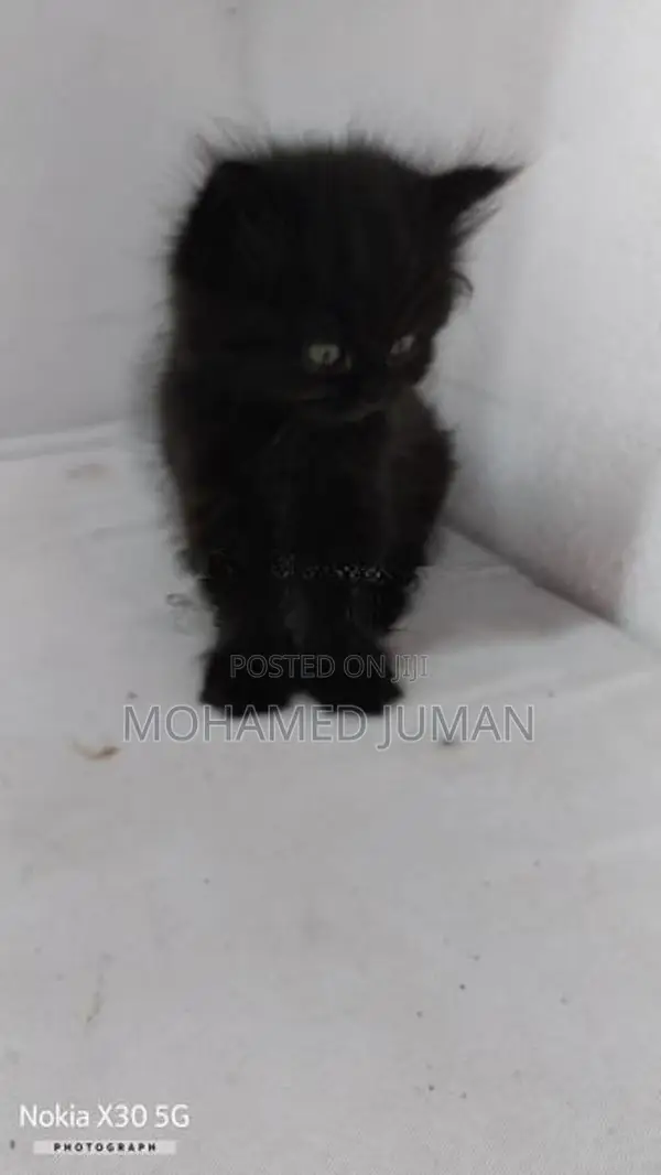 Pure Persian Cat