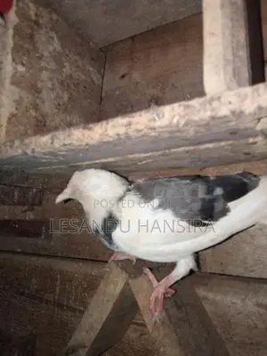 පරවියන්