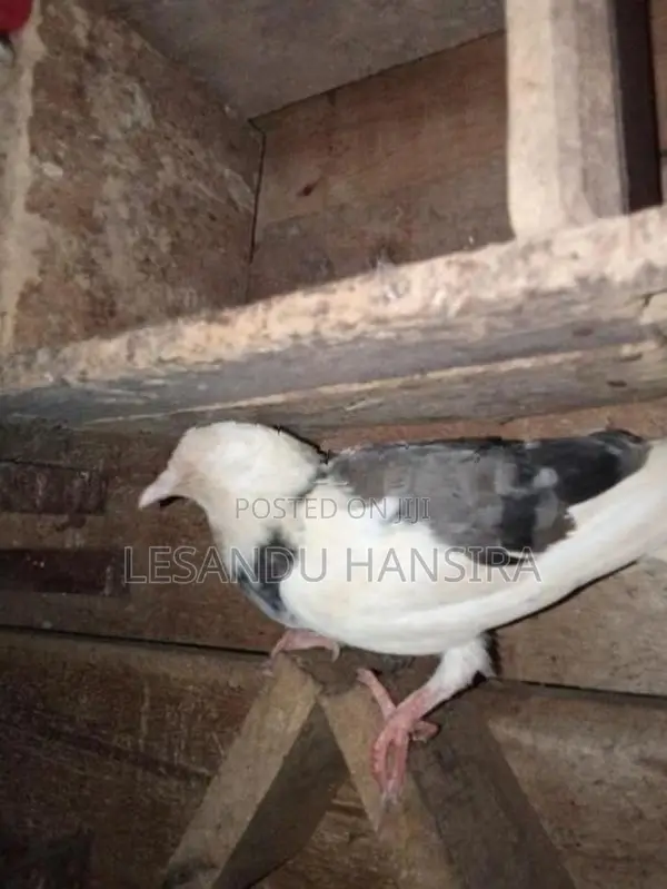 පරවියන්