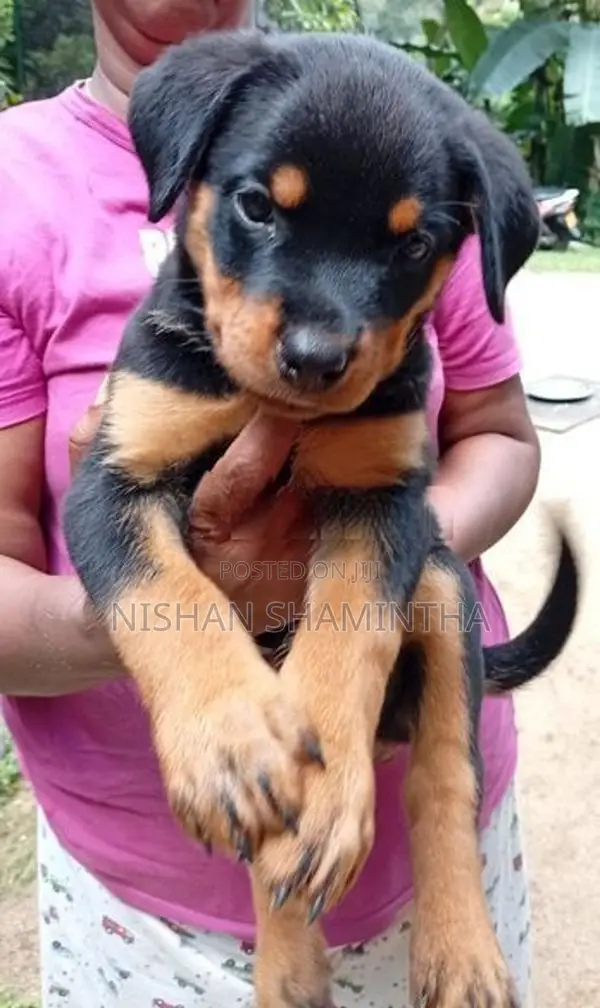 2 Female Rottweiler Puppies