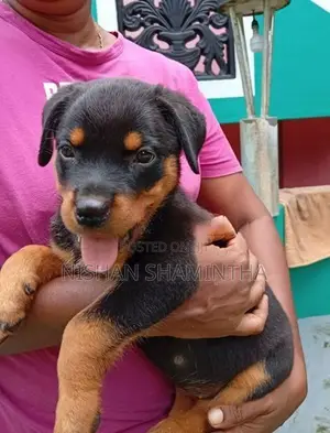 2 Female Rottweiler Puppies