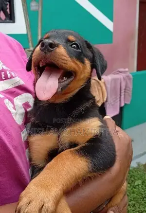 2 Female Rottweiler Puppies