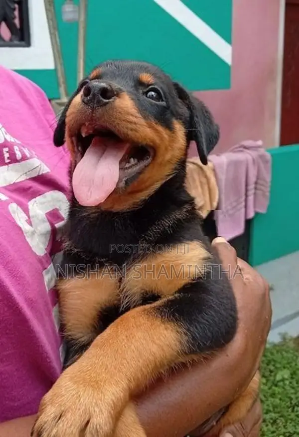 2 Female Rottweiler Puppies