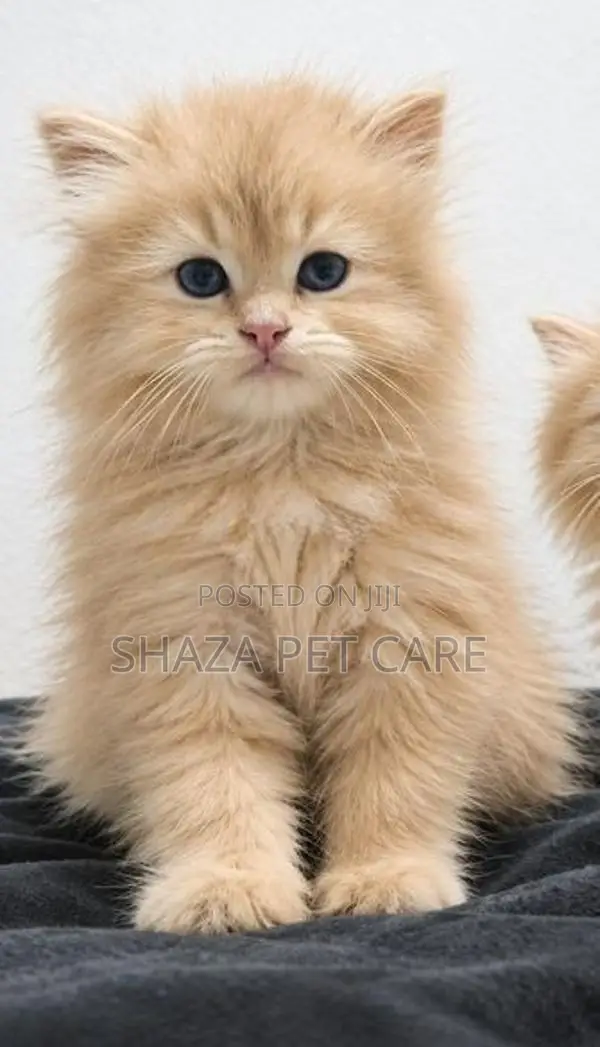 Persian Cat