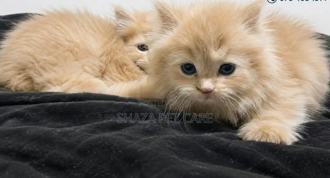 Persian Cat