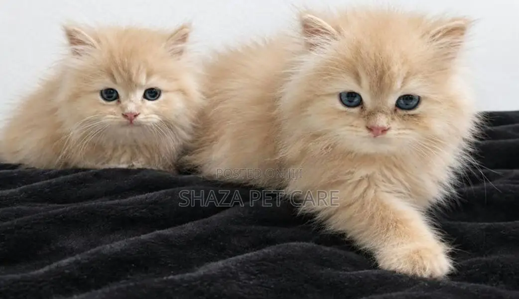Persian Cat