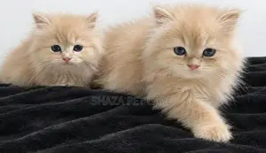 Persian Cat