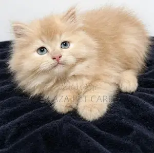 Persian Cat