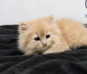 Persian Cat