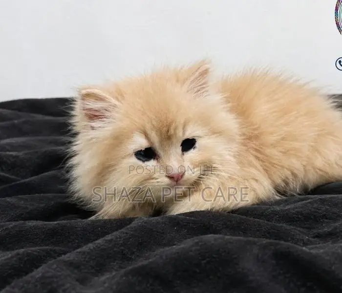 Persian Cat