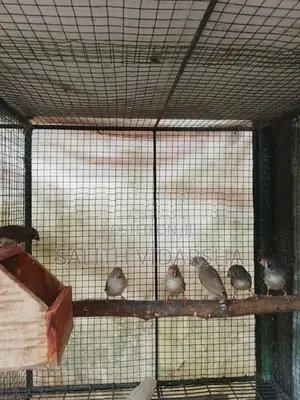 Finches