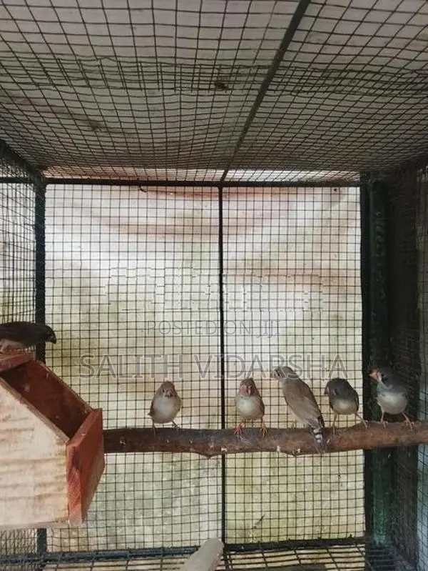 Finches