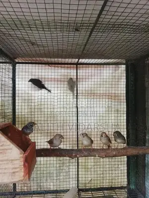 Finches