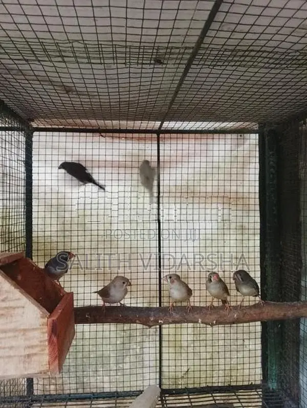 Finches