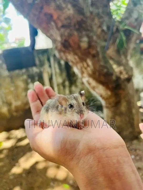 Hamster