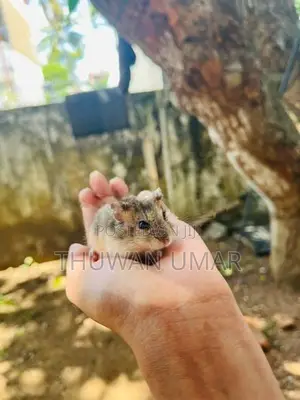 Hamster