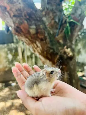 Hamster