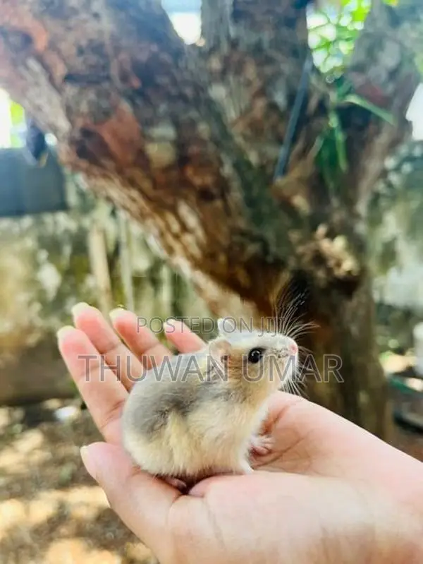 Hamster