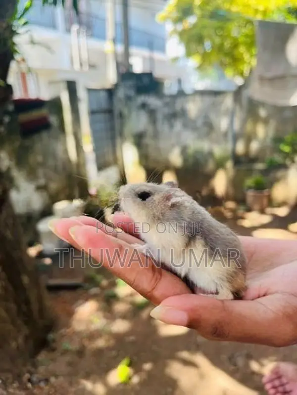 Hamster