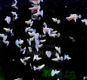 Platinum White Guppy
