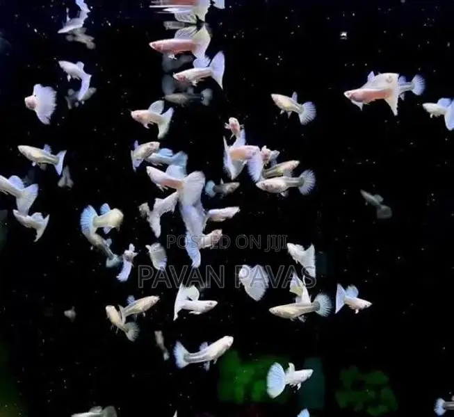 Platinum White Guppy