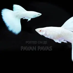 Platinum White Guppy