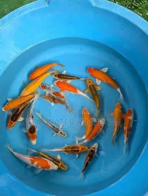 Koi Carp Fish
