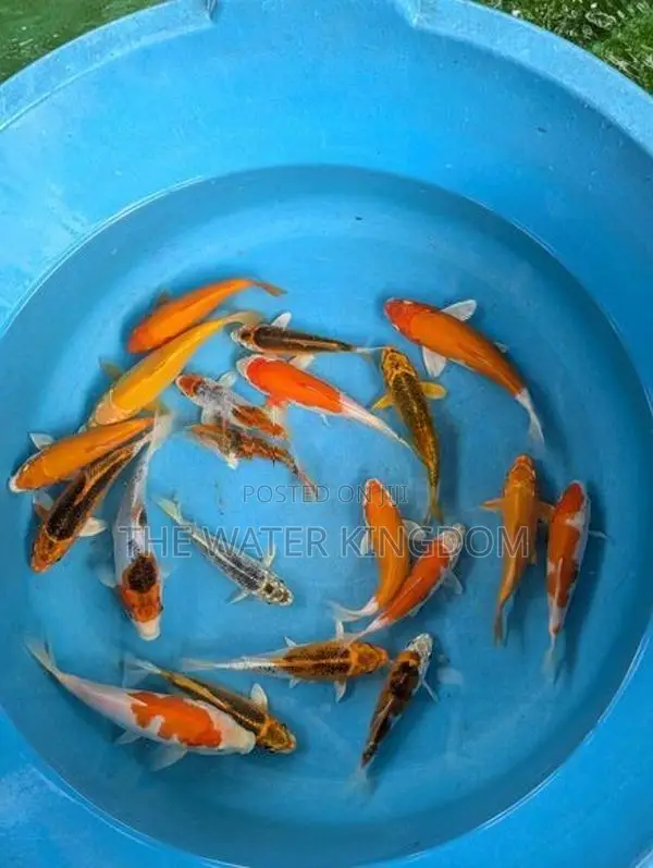 Koi Carp Fish