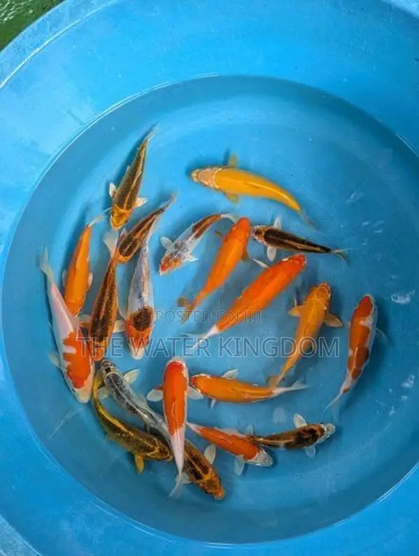 Koi Carp Fish