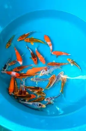 Koi Carp Fish