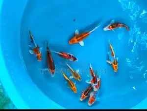 Koi Carp Fish