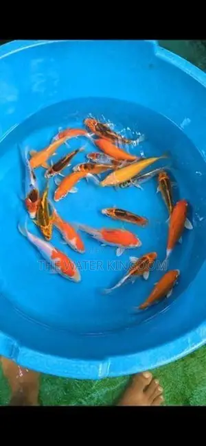 Koi Carp Fish