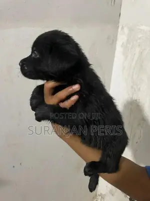 Labrador Puppies